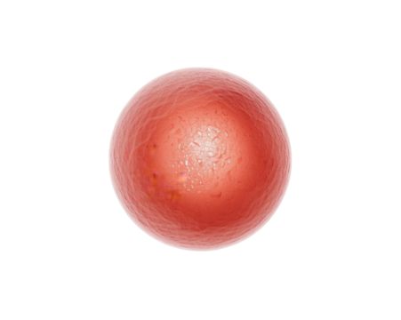 Captivating Close-Up of Human Egg Cell Under Microscopic View Depicting Cellular Complexity