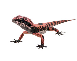 Naklejka premium Captivating portrait of a knob tailed gecko featuring its unique skin pattern and texture