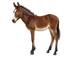Fototapeta premium Captivating portrait of a brown mule standing gracefully showcasing its distinctive coat and marking