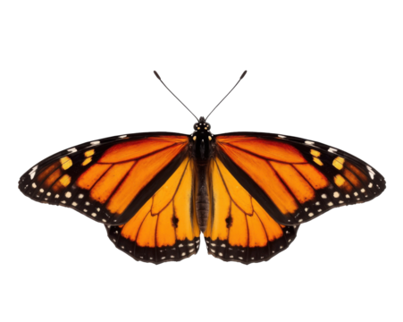Captivating Monarch Butterfly Displaying Its Stunning Wings Against a Simple Setting