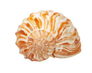 Close-up view of a spiral seashell showcasing its intricate patterns and warm color palette