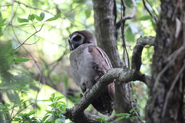 The brown wood owl (Strix leptogrammica newarensis)  in North India.