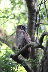 The brown wood owl (Strix leptogrammica newarensis)  in North India.