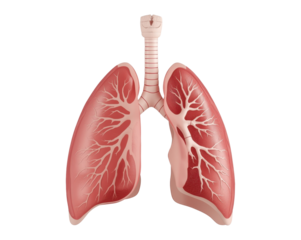 Detailed anatomical illustration of human lungs and trachea, promoting respiratory health awareness