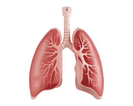 Detailed anatomical illustration of human lungs and trachea, promoting respiratory health awareness