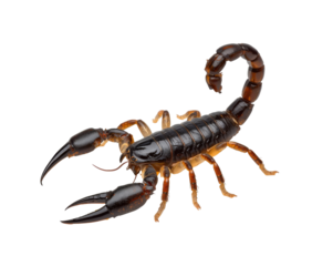 Detailed depiction of a threatening scorpion, showcasing its formidable pincers and segmented tail