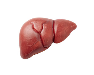 Detailed human liver model illustration offers a close up view highlighting its anatomical features