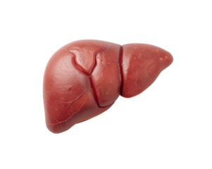 Detailed human liver model illustration offers a close up view highlighting its anatomical features