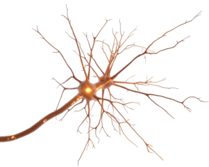 Detailed Neuron Cell Illustration, Exploring Brain Function and Neural Networks in Depth