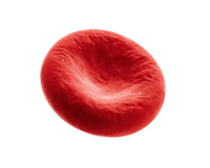 Detailed microscopic view of a single red blood cell showcasing its unique biconcave shape