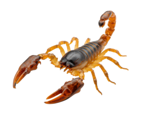 Detailed studio shot of a brown scorpion displaying its menacing claws on a plain background
