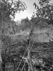 Obraz premium Monochrome landscape of burnt grassland and forest edge, showing traces of fire and scorched earth. Concept of destruction, renewal, and fragile nature.