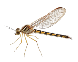 Detailed View of a Damselfly, Intricate Wing Veins and Delicate Body Markings on a Solid Field