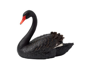 Fototapeta premium Elegant black swan with vibrant red beak gracefully poised against a minimalist aesthetic