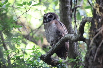 The brown wood owl (Strix leptogrammica newarensis)  in North India.