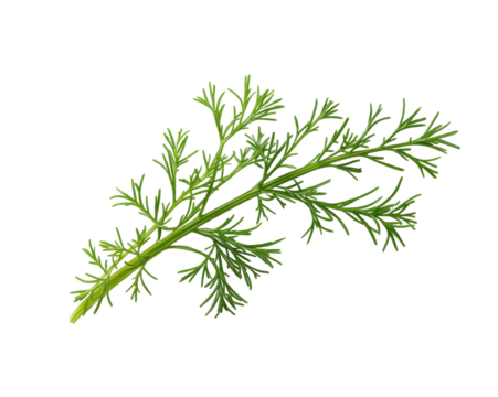 Fresh dill sprig on a clean presentation reveals intricate details and vibrant colors for culinary use