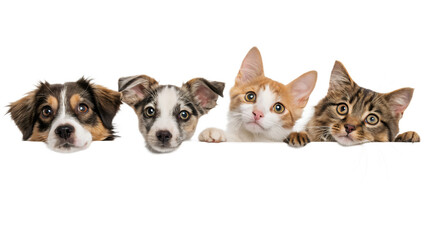 Obraz premium Four adorable puppies and kittens peeking over a surface isolated on transparent background