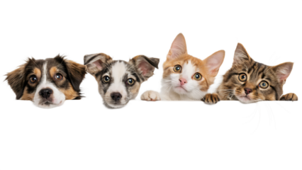 Four adorable puppies and kittens peeking over a surface isolated on transparent background