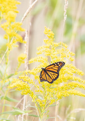 Monarch Butterfly goldenrod field in late summer in Muskoka Ontario