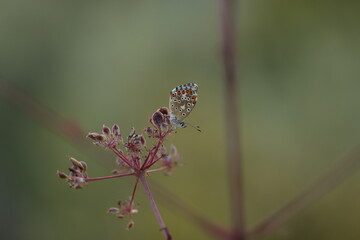 farfalle licenidi al tramonto