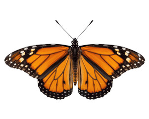 Fototapeta premium Monarch butterfly with fully extended wings exhibiting the vibrant colors and intricate patterns