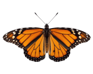 Monarch butterfly with fully extended wings exhibiting the vibrant colors and intricate patterns