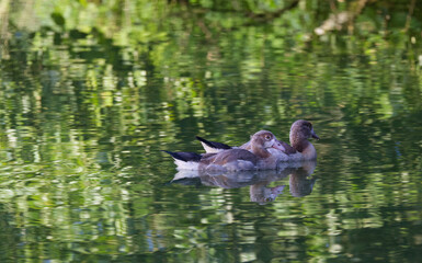 Egyptian goose chicks from the side, two Egyptian goose chicks on the stream with beautiful reflections, green leaves and branches are reflected in the lake, young Alopochen aegyptiaca 