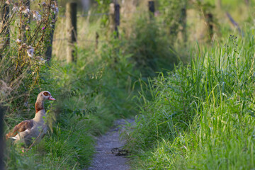 Egyptian goose in the evening sun on a narrow dirt road, Egyptian goose on a path between tall grasses, Alopochen aegyptiaca next to a fence, overgrown path