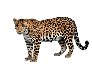 Naklejka premium Powerful jaguar portrait exhibiting its striking coat pattern and impressive physical attributes
