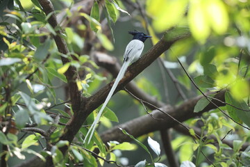 The Indian paradise flycatcher (Terpsiphone paradisi) is a medium-sized passerine bird native to Asia, 