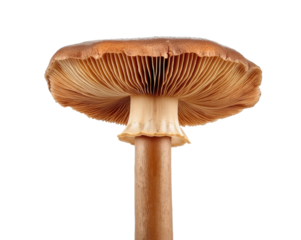 Dramatic close-up reveals the intricate details and textures of a mushroom against a background