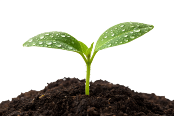 Vibrant young green sprout emerging from rich dark earth, adorned with glistening morning dew, symbolizing new beginnings and natural growth and potential