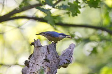 A nuthatch on a dead tree, a nuthatch with a grain in its beak, a nuthatch between branches and twigs with food in its beak, a bird surrounded by branches and a green background, Sitta europaea