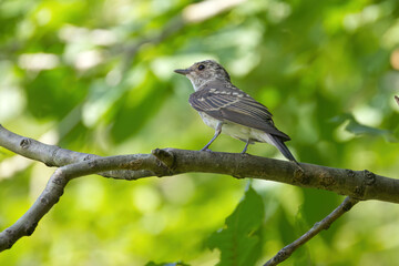 A Spotted Flycatcher on a branch, a Spotted Flycatcher surrounded by green light and green bokeh, sunny day, Muscicapa striata, Spotted Flycatcher from the side