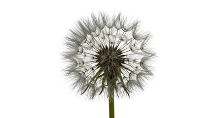 Fototapeta premium Delicate Dandelion Seed Head on White Background, Close-Up