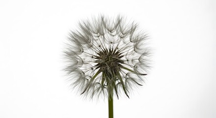 Delicate Dandelion Seed Head on White Background, Close-Up