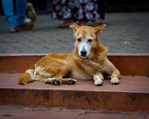 A brown dog in the steps of the temple in Kandy Sri Lanka.