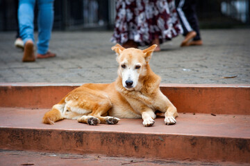 A brown dog in the steps of the temple in Kandy Sri Lanka.