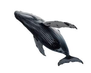 Magnificent Humpback Whale Elegantly Swimming Upward in the Vast Ocean Depths with a Striking Pose