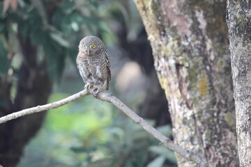 The Asian barred owlet (Glaucidium cuculoides), also known as the cuckoo owlet, is a species of pygmy owl. This photo was taken in North India.