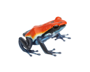 Poison dart frog close-up showcases vibrant colors and intricate skin patterns in vivid detail