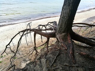 Tree roots extend over a cliff edge above the Baltic Sea. The tree trunk is angled, with roots...