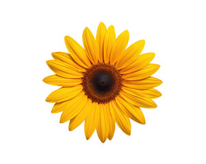 Radiant Sunflower Bloom, A Vibrant Close-Up Displaying Nature's Artistry and Summer's Warmth