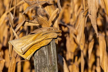 Leather work gloves on wooden post in cornfield during fall harvest season. Corn farming, agriculture and farm lifestyle concept.