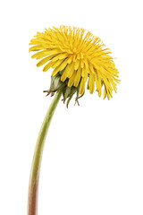 Yellow dandelion flower head on a slender stem.

