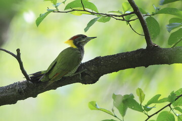 Lesser yellownape (Picus chlorolophus chloropus) is a type of woodpecker which is a widespread  in...