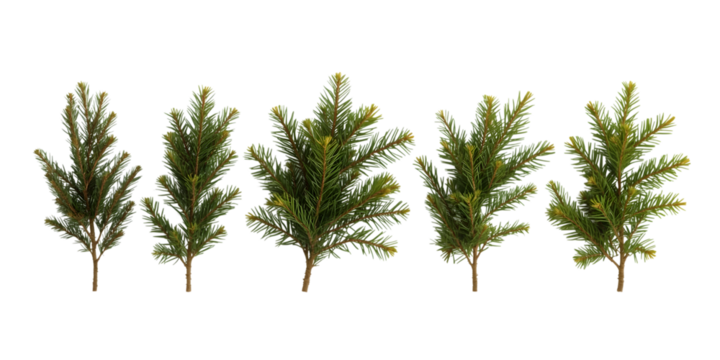 Evergreen Branches Array: A symmetrical composition of vibrant evergreen branches. These natural elements, displayed prominently, showcase nature's beauty and invite exploration.