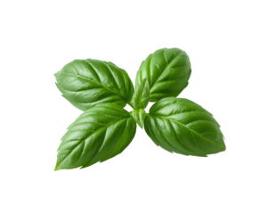Striking studio shot showcasing the fresh green basil leaves against a deep dramatic setting