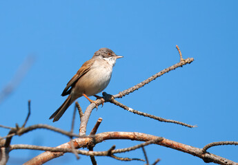 Common whitethroat, Sylvia communis sitting on bare tree branch against clear blue sky, small brown and grey passerine bird in natural habitat.