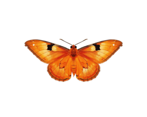 Vibrant orange butterfly with delicate wing patterns isolated against a solid field